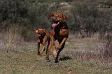 VIZSLA poil court 057